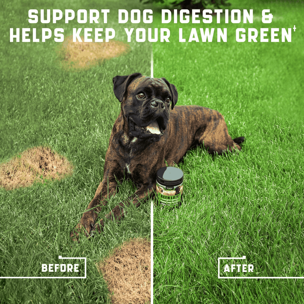 Green Lawn Chews for Dogs   Cranberry ACV Digestive Enzymes   Natural Dog Urine-image